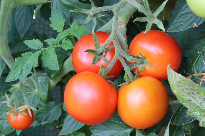 rote Tomaten