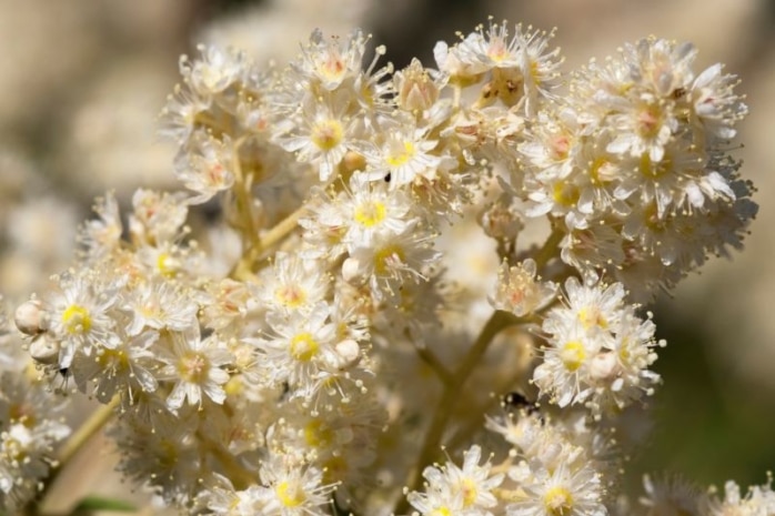 Scheinspiere (Holodiscus discolor)