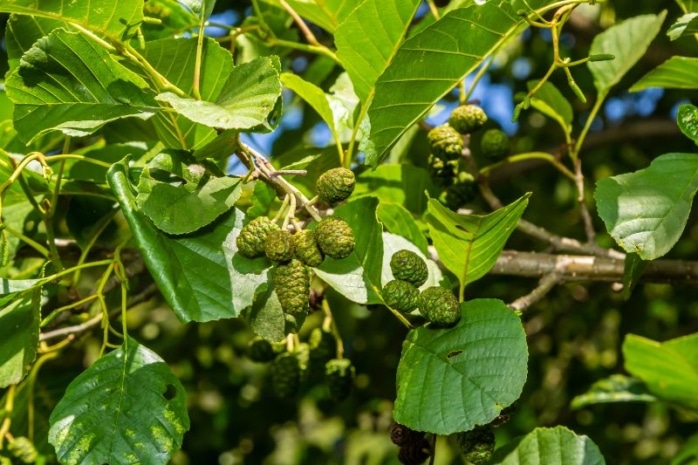 Schwarzerle (Alnus glutinosa)