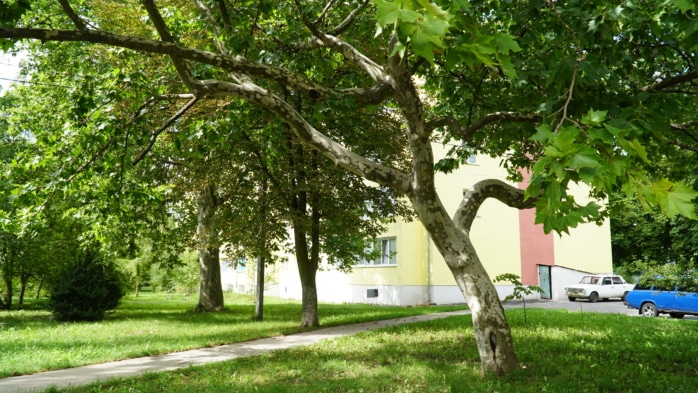 Platane (Platanus orientalis)