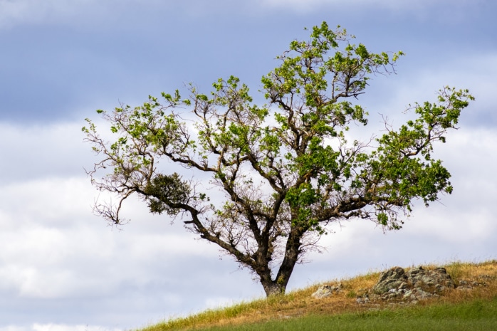 Taleiche (Quercus lobata)