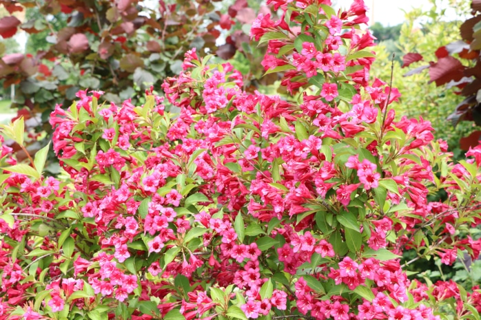 Weigelie (Weigelia)j