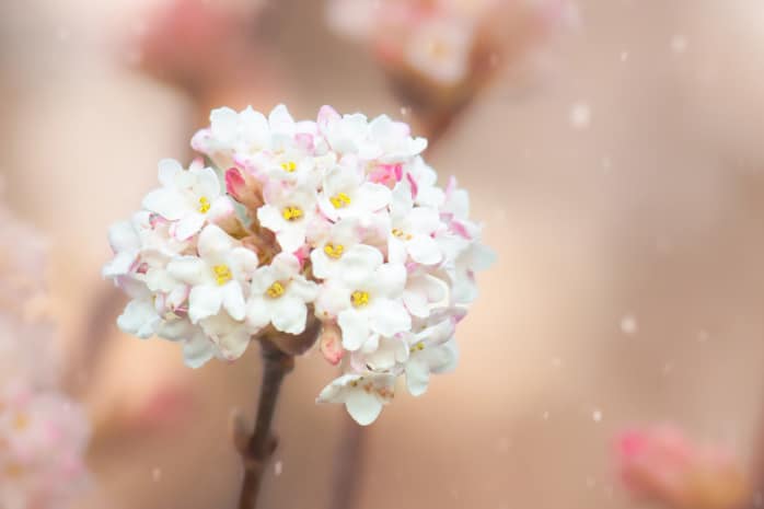 Winterduftschneeball (Viburnum farreri)